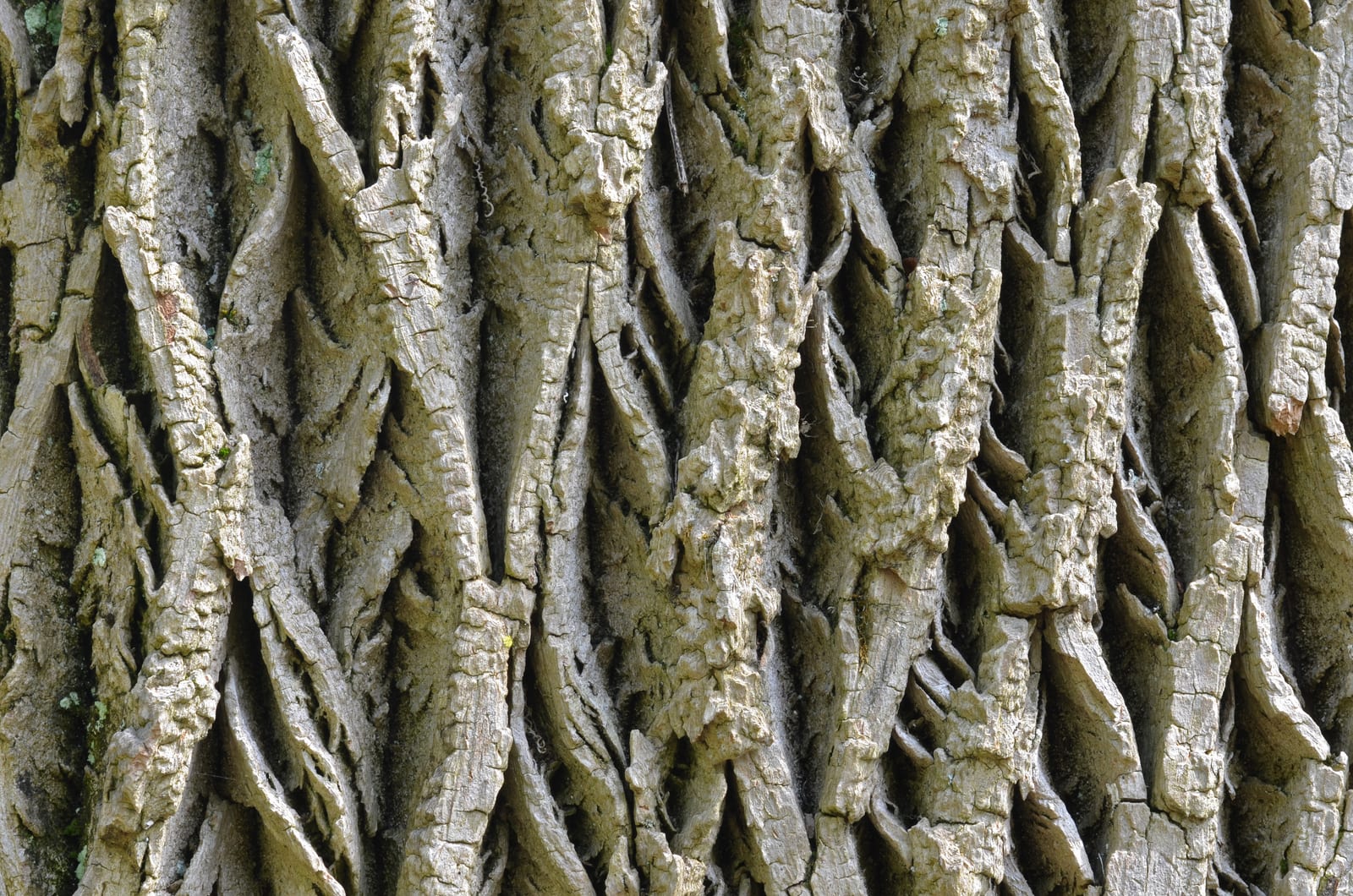 Photograph of the bark of the White Ash (Fraxinus americana). Photo taken at the Tyler Arboretum where its species was identified by tag ...