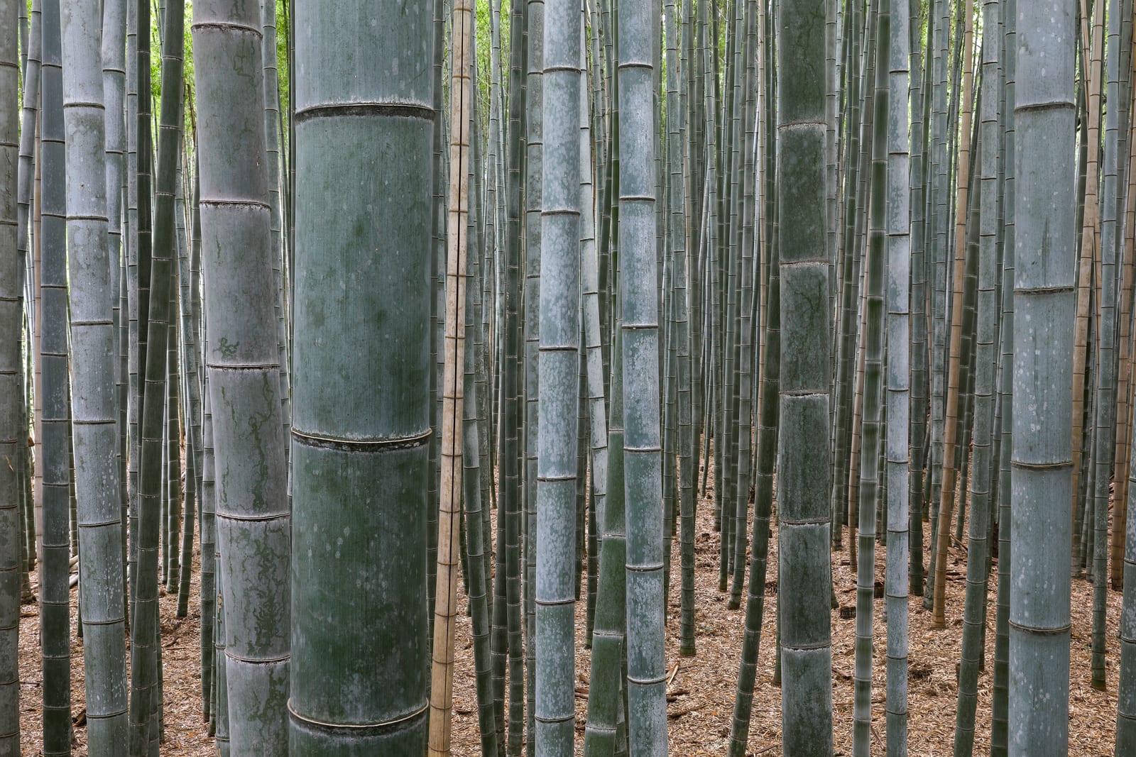Bamboo Forest, Arashiyama, Kyoto, Japan. Focus stacking from 6 pictures (long exposure photography).