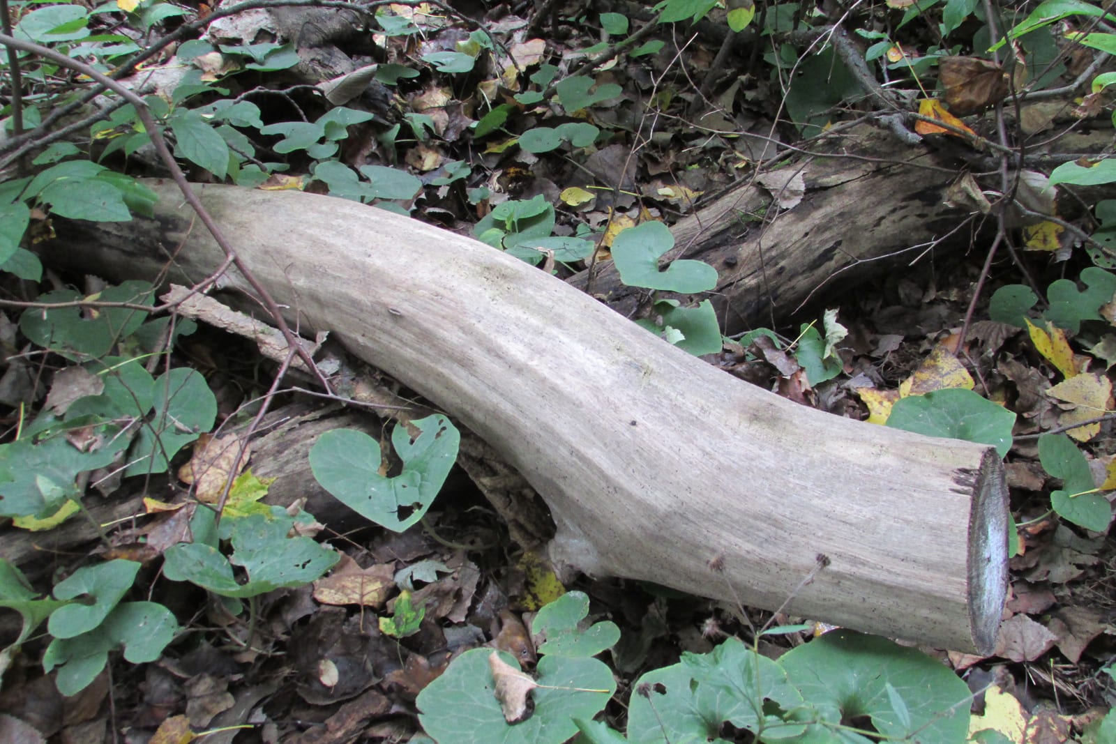 Log of an American Beech (Fagus grandifolia).