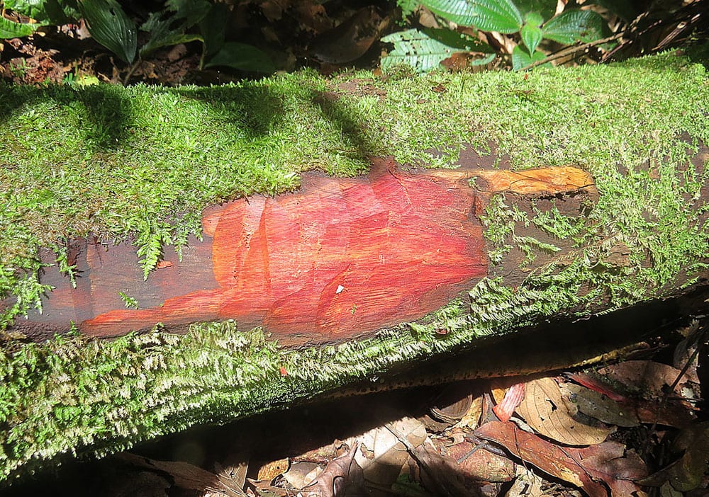 A log in Amacayacu Park of the Colombian Amazon proves to be Bloodwood or Palo de Sangre. This species is found mainly in the Amazon Basi...