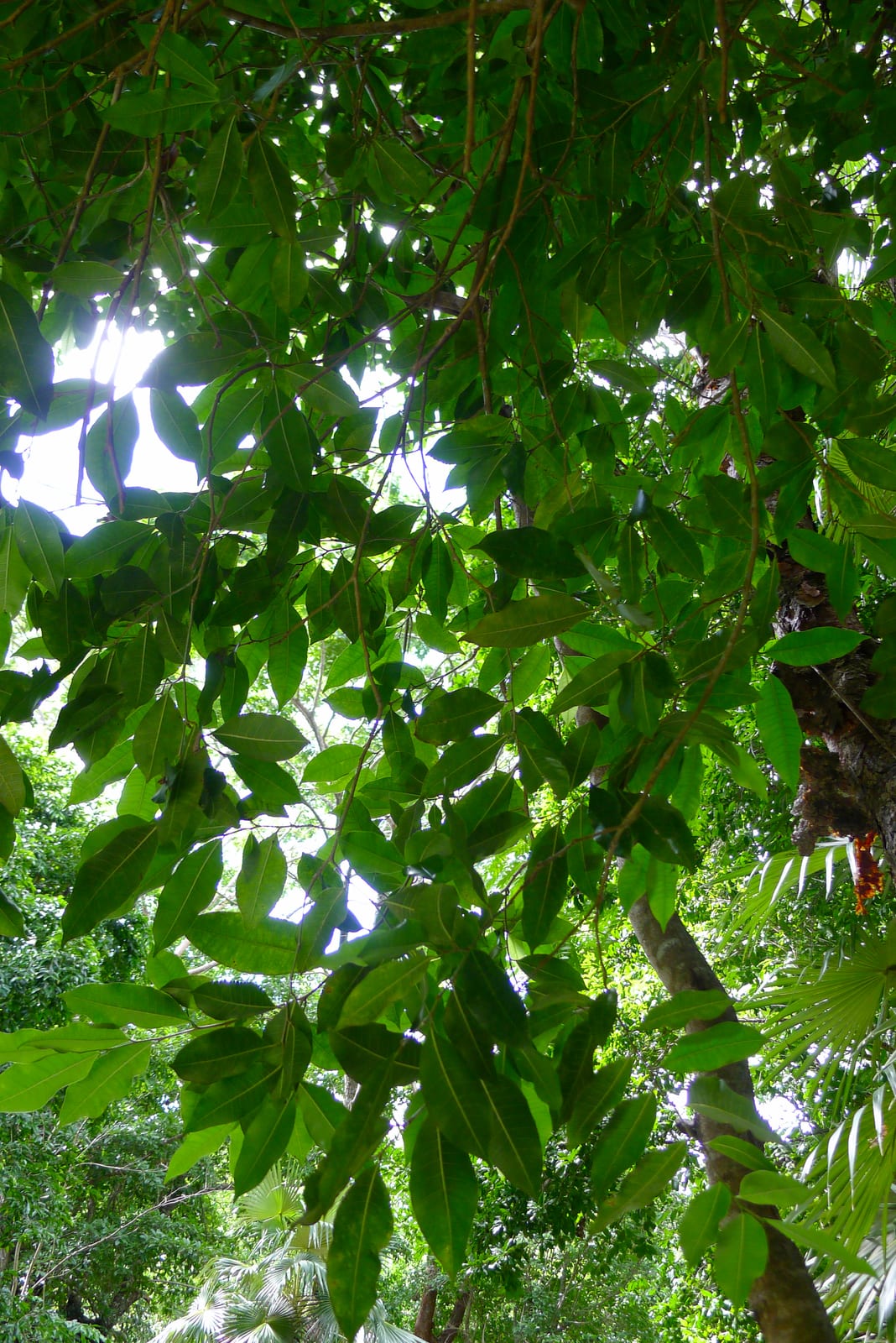 Yaax Che Jardin Botanico `Dr. Alfredo Barrera Marin`, Puerto Morelos, Mexico