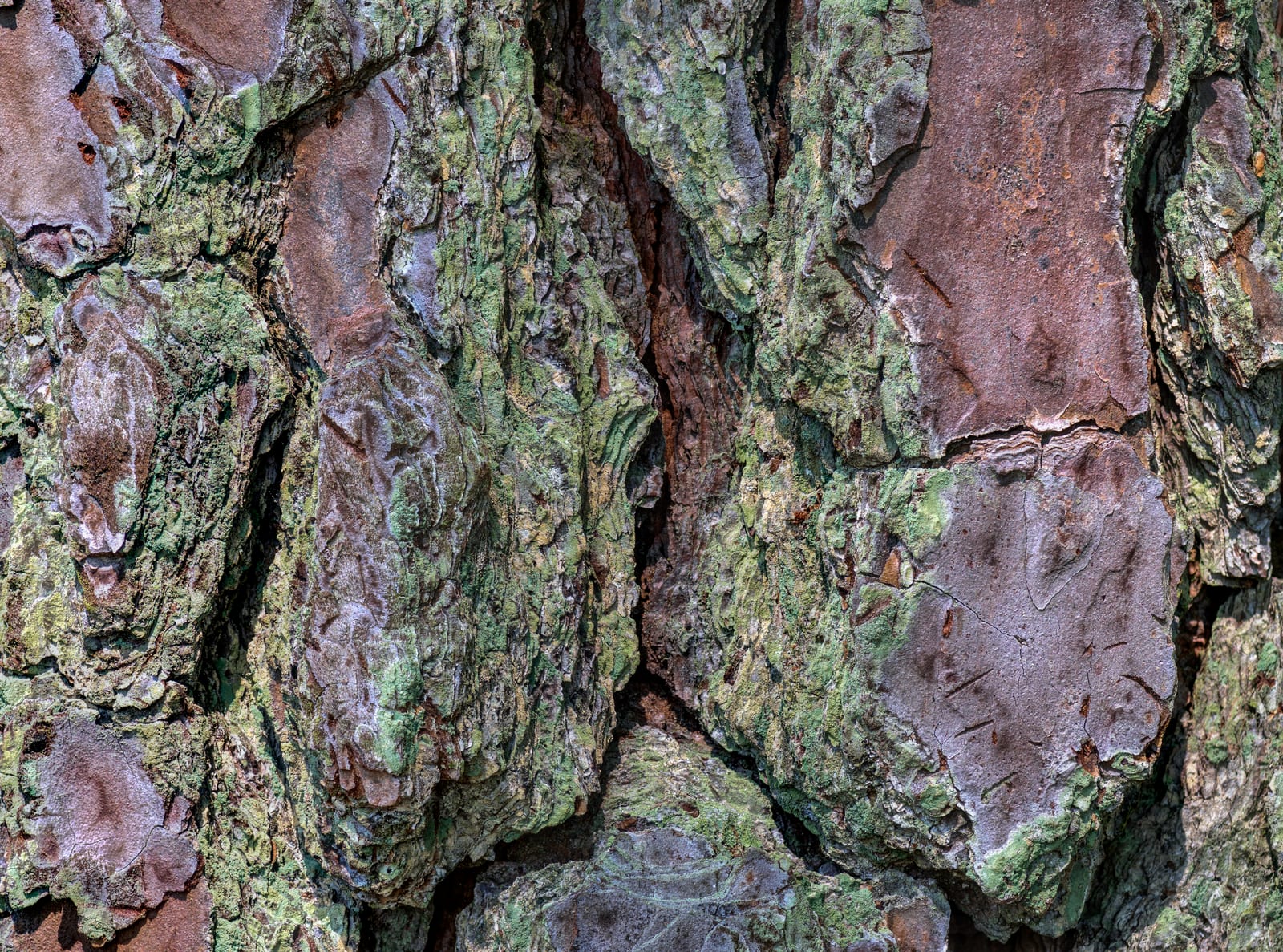 Pinus palustris (Longleaf Pine) bark at the Virginia Native Plants Garden at Norfolk Botanical Garden, Norfolk, Virginia. Area shown is a...