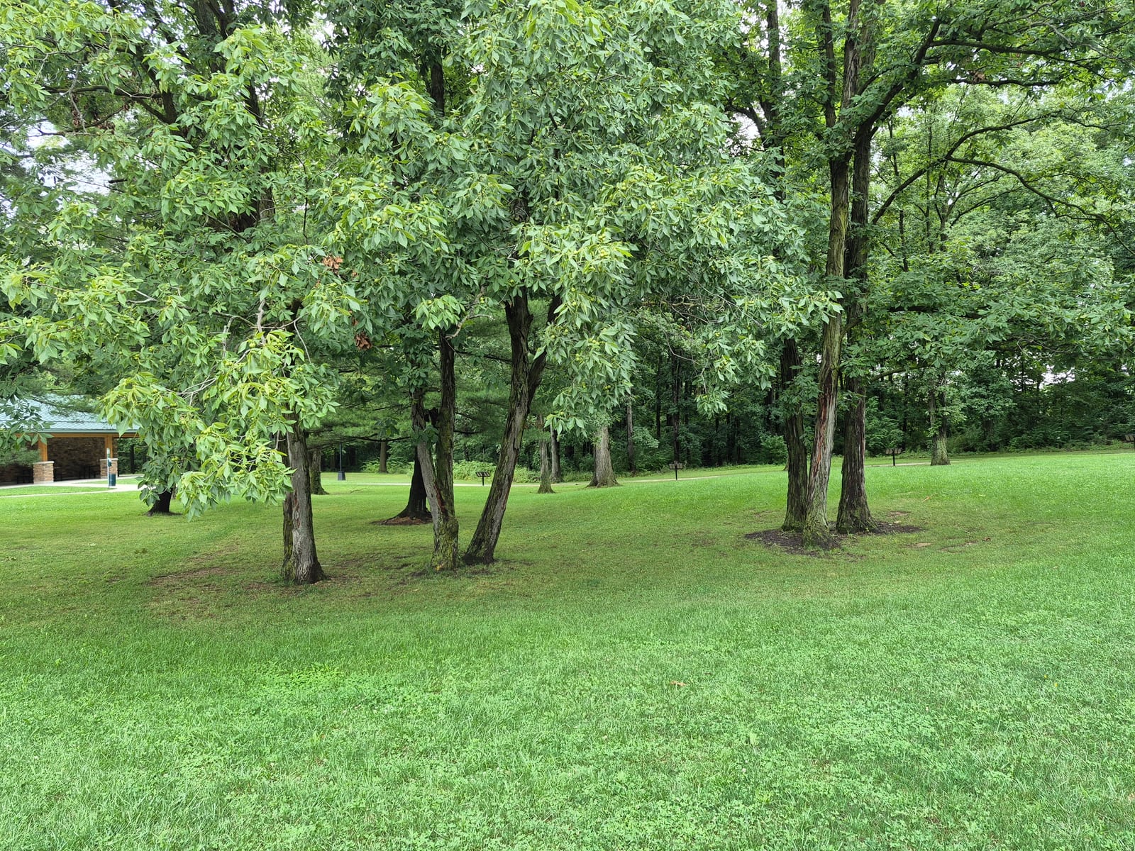Small stand of 5 trees of Shagbark Hickory (Carya ovata) in the lawn of Rest Area Marysville OH West Bound