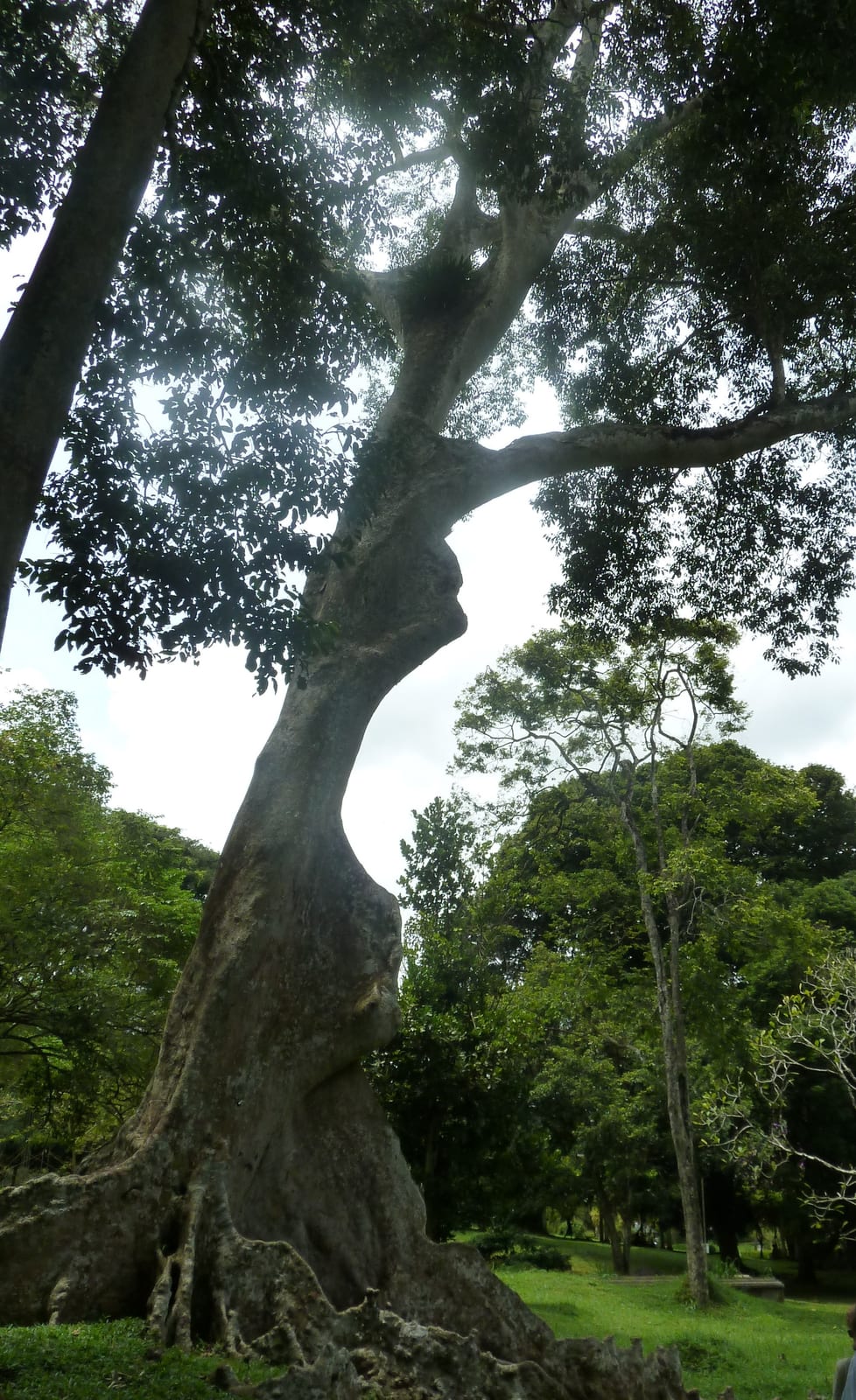 Koompassia Malaccensis, arbre de Malaysie dans le Jardin botanique de Peradeniya à Kandy.- Sri Lanka