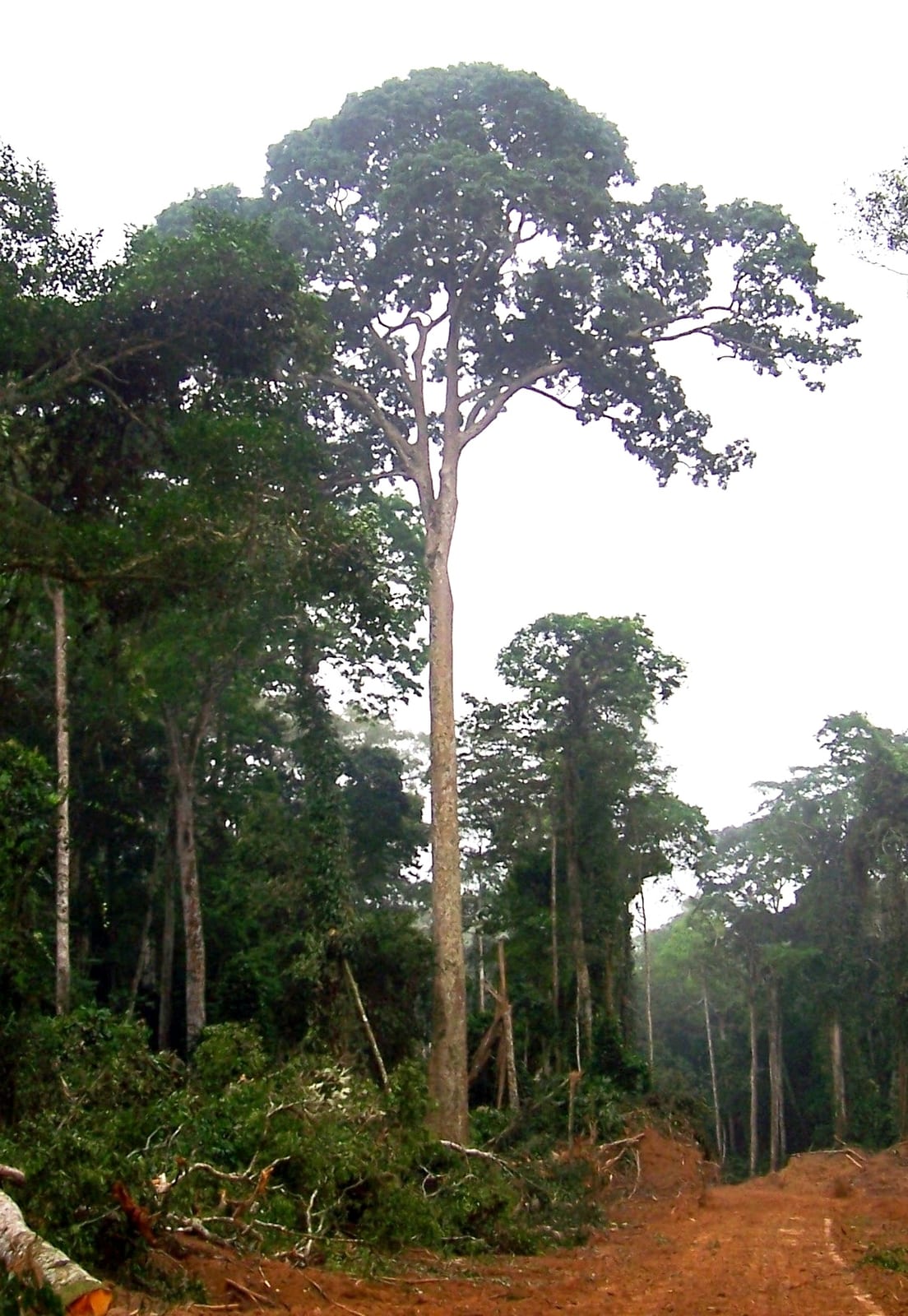 Entandrophragma cylindricum — Sapele Tree. Pokola, Congo-Brazzaville, Republic of the Congo.