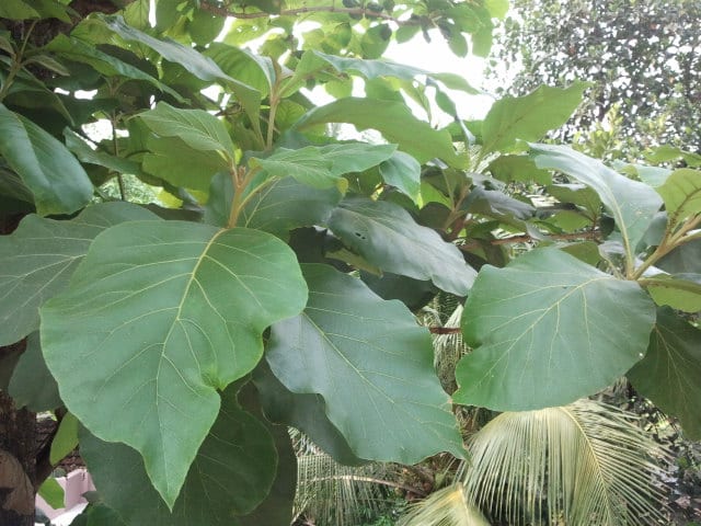 Leaves of Teak Tree.