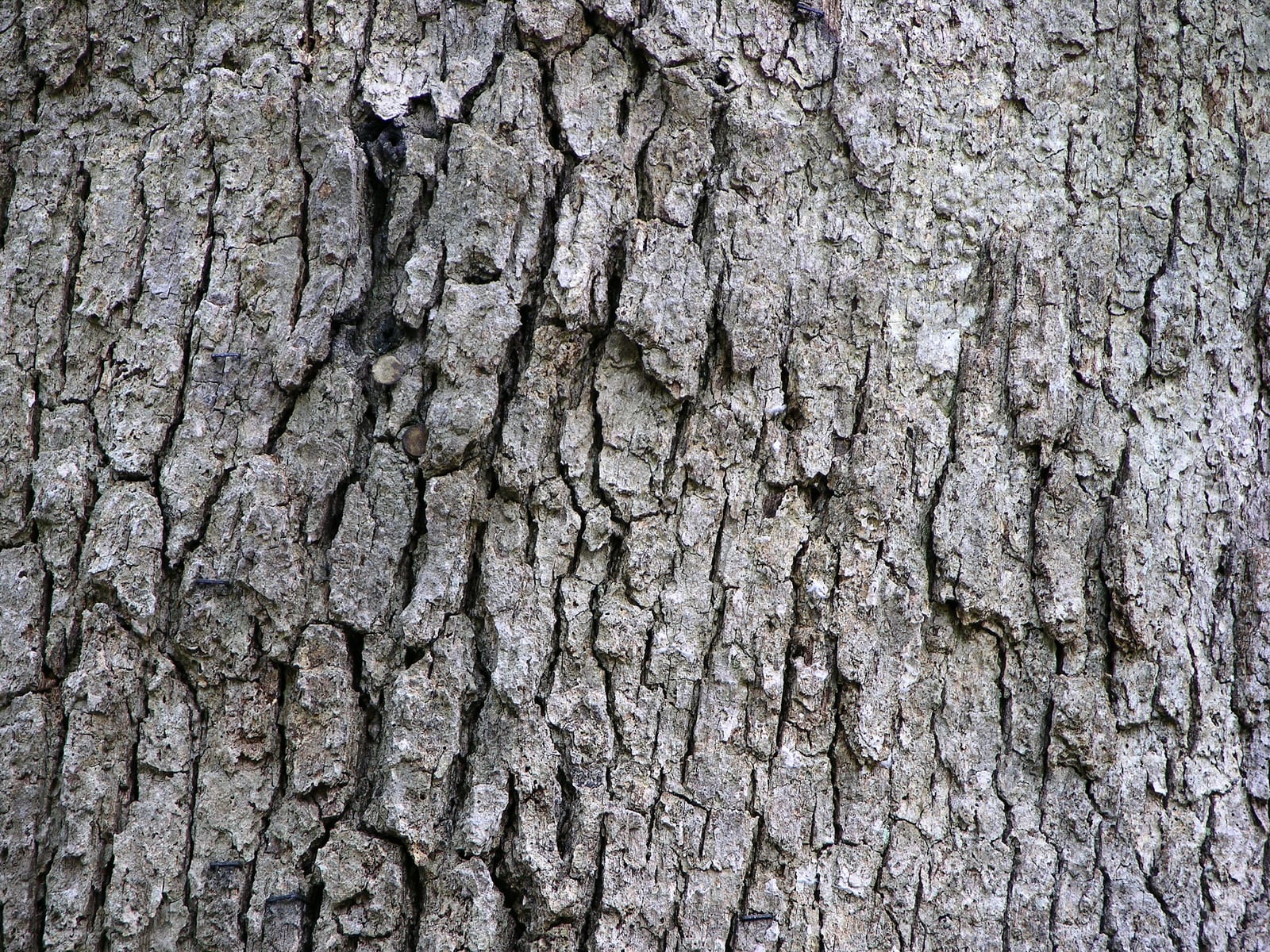 A photograph of the trunk of White Oak (Quercus alba) showing the tree's bark. Camera and Exposure Details:Camera: Nikon Coolpix 8700Lens...