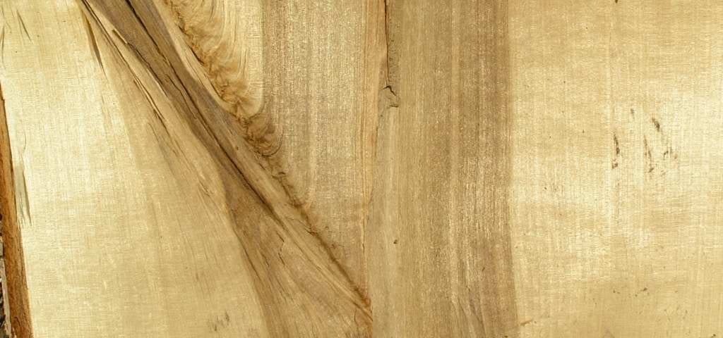 Betula split wood surface